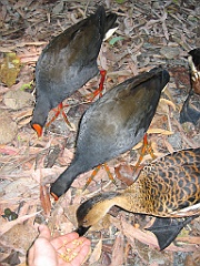 242 Wildlife Habitat Port Douglas